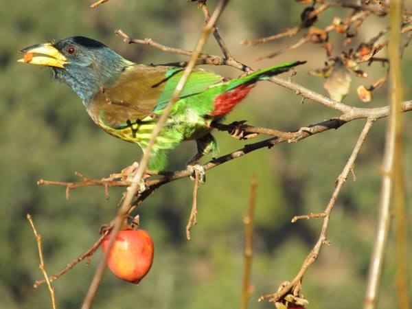 Blue-throated barbet on a persimmon branch in the orchard