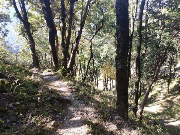 Forest path on the Sunkiya Cliff Trail trek near Mukteshwar